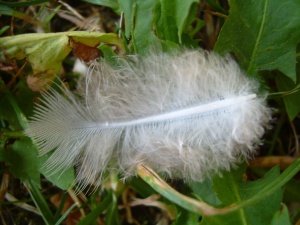 feather (4)